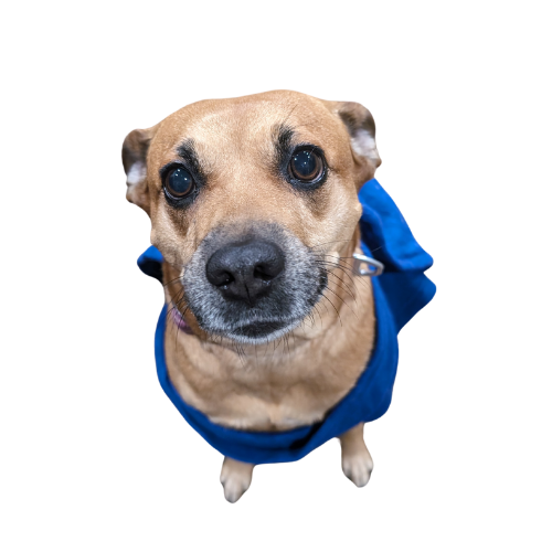 Bella Office Morale Manager, Bella.